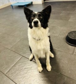 Animal Smart Training