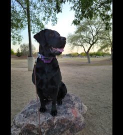 Dog Trainer US