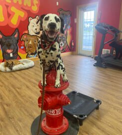 Sit Means Sit Dog Training – Buffalo