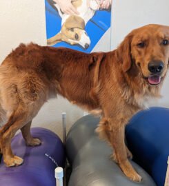 AZ Canine Fitness