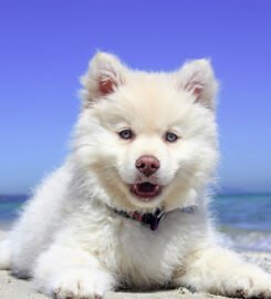 Buffalo Niagara Dog Training