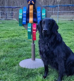 Do Over Dog Training