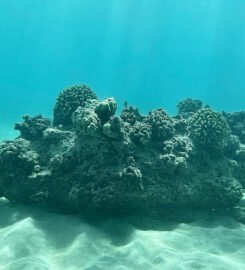 Professional Diving Addicts  LLC – Private Scuba Instructor