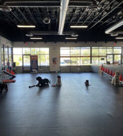 Zoom Room Dog Training